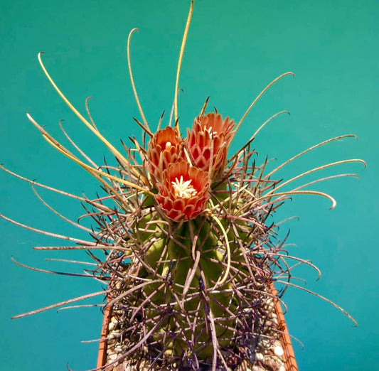 Glandulicactus uncinatus cactus met lange gebogen stekels en oranje-rode bloemen in bloei