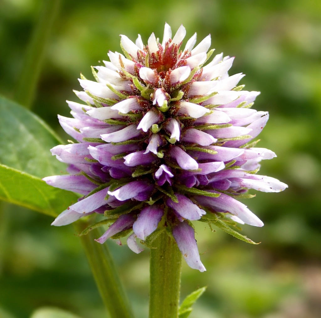 글리시리자 에키나타 보라색과 흰색 뾰족 꽃송이와 초록 잎 배경