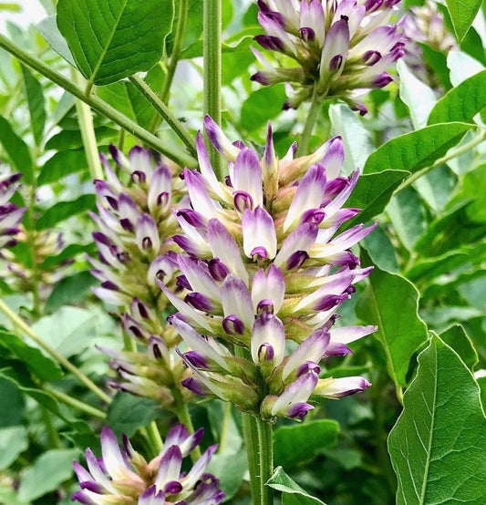 Glycyrrhiza uralensis