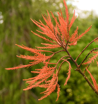 กฤพโตสโตรบัส เพนซิลิส ใบส้มอ่อนละมุนพร้อมใบเข็มเล็กละเอียดบนกิ่ง