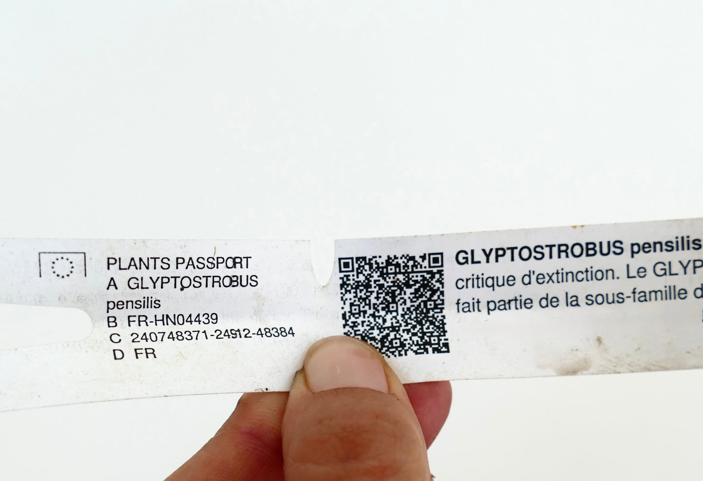 กลิปโตสโตรบัส เพนซิลิส สนเขตร้อนหายากที่มีใบเปรียบเสมือนเข็มนุ่มและกิ่งก้านบางเฉียบ