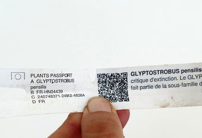 กลิปโตสโตรบัส เพนซิลิส สนเขตร้อนหายากที่มีใบเปรียบเสมือนเข็มนุ่มและกิ่งก้านบางเฉียบ