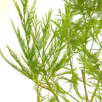 กลิพโตสโตรบัส เพนซิลิส ใบอ่อนสีเขียวสว่างละเอียดเหมือนขนนก มีใบเล็กเรียวเหมือนเข็ม