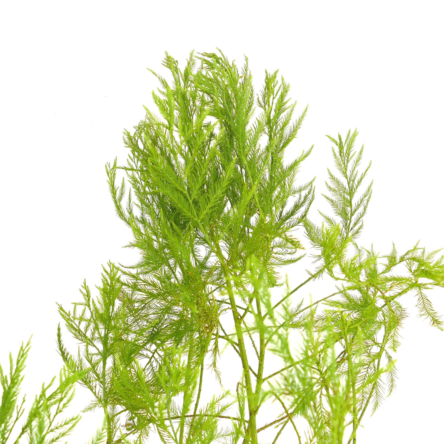 ใบสีเขียวสดใสเป็นพวงฟูของ กรัพโตสโตรบัส เพนซิลิส โดยมีใบเล็กบางคล้ายเข็มละเอียดอ่อน