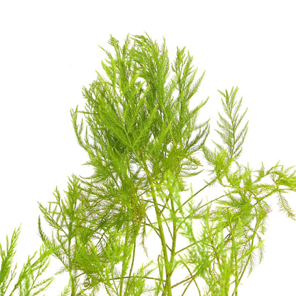 ใบสีเขียวสดใสเป็นพวงฟูของ กรัพโตสโตรบัส เพนซิลิส โดยมีใบเล็กบางคล้ายเข็มละเอียดอ่อน