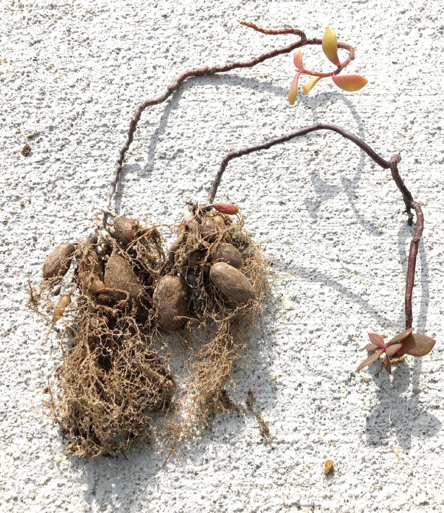 Grahamia coahuilense SEEDS