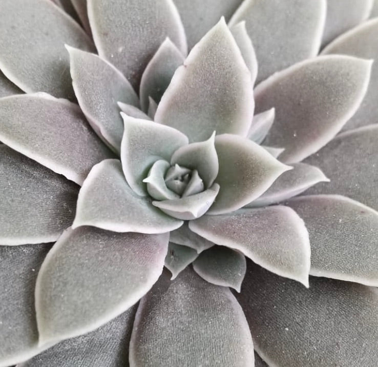 그랩토페탈룸 마르지나툼 다육 식물 로제트, 두껍고 육즙이 풍부한 연회록색 잎