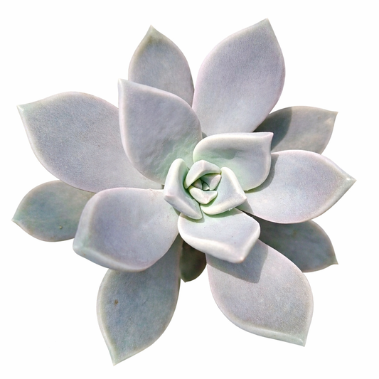 Graptopetalum paraguayense succulent rosette with thick, pale blue-gray fleshy leaves