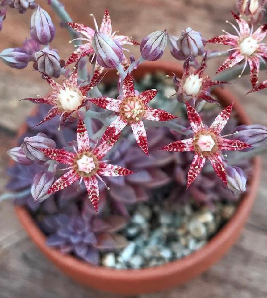 Graptopetalum rusbyi succulent with star-shaped red and white speckled flowers in pot