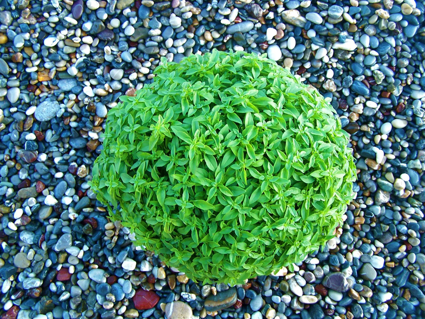 Ocimum basilicum 'Greek Ball-shaped Basil' SEEDS