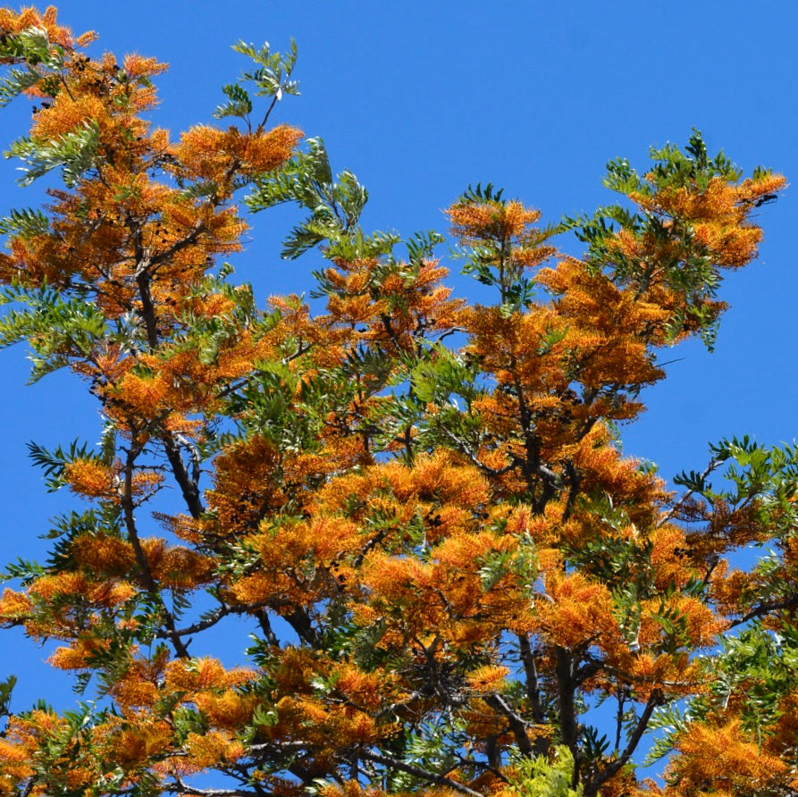 그레빌레아 로부스타 선명한 주황색 꽃이 피어난 나무와 파란 하늘을 배경으로 한 초록색 고사리 모양 잎