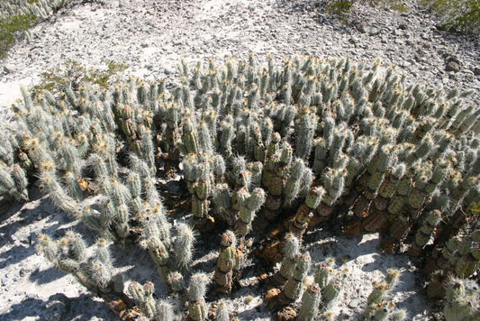 مجموعة كثيفة من صبار غروسونيا براتديانا الأسطواني الصغير مع أشواك بيضاء في تربة صخرية