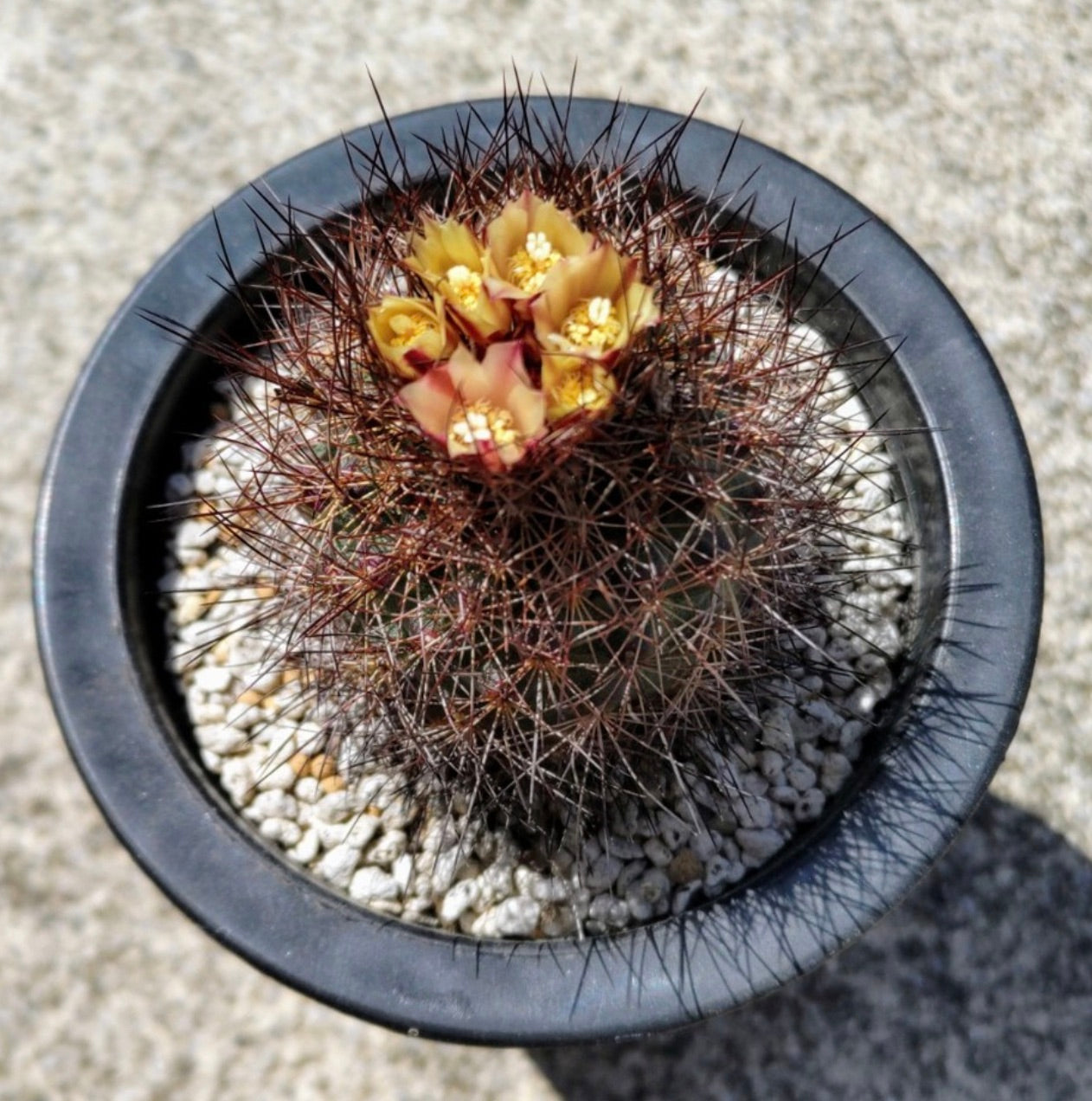 Gymnocactus aguirreanus cactus with dense brown spines and small yellow flowers in black pot