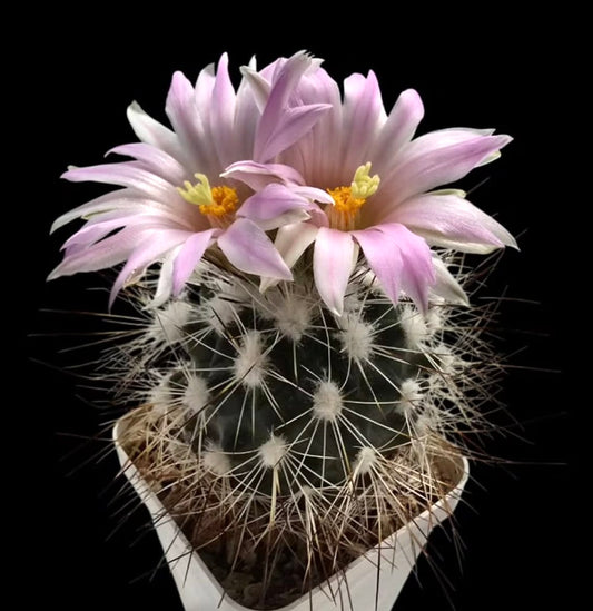 Gymnocactus beguinii small round cactus with long spines and pale pink flowers blooming