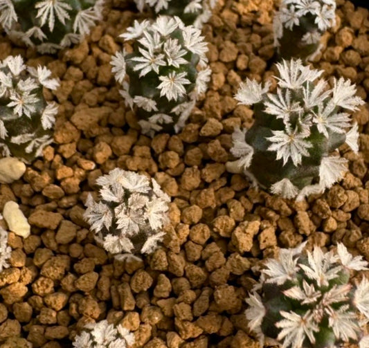 Gymnocactus beguinii kleine groene cactus met witte, stervormige stekels op rotsachtige grond