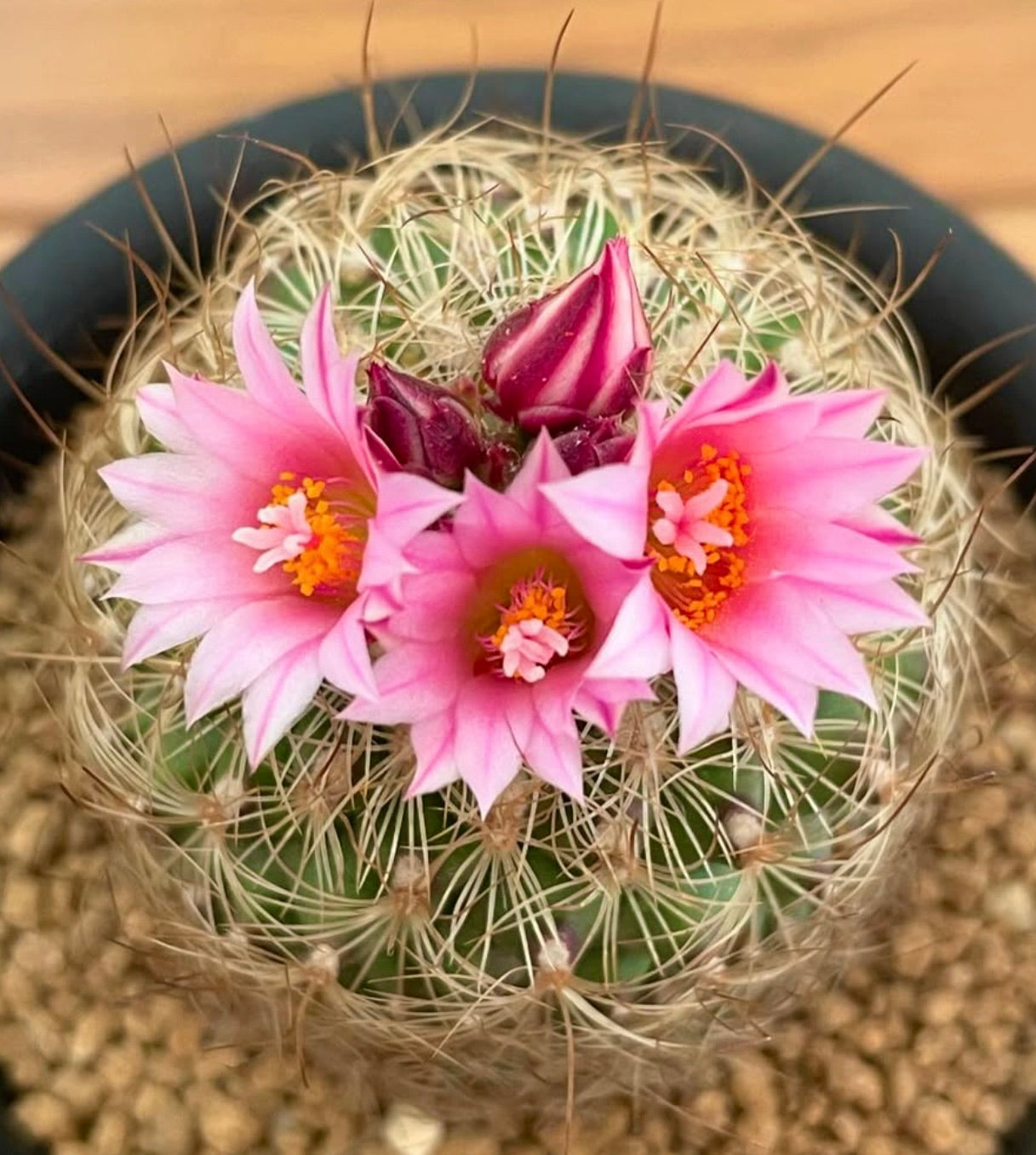Gymnocactus knuthianus cactus met roze bloemen en lange gebogen stekels in pot