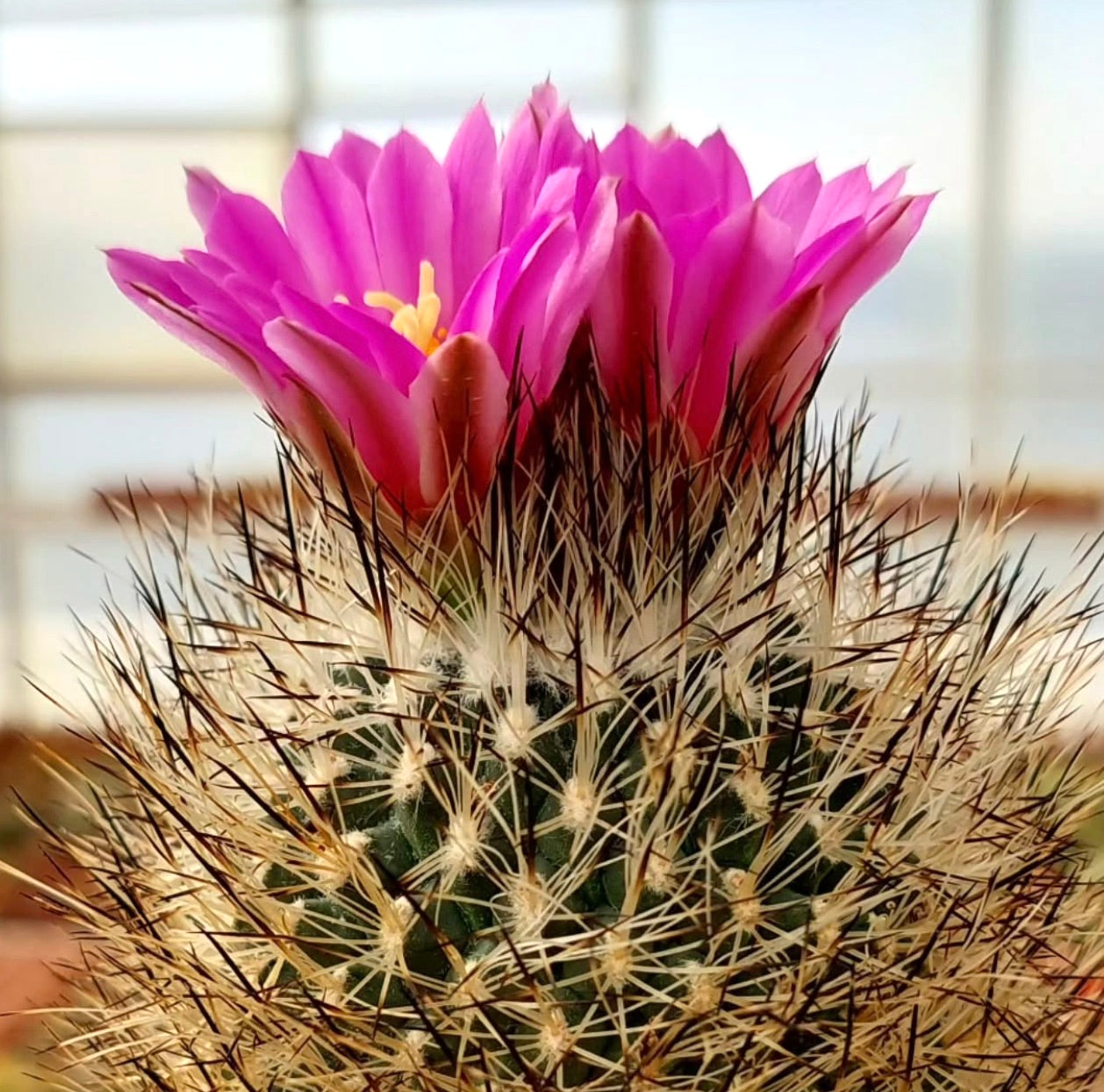 Gymnocactus mandragora cactus met dichte doornen en levendige roze bloemen in bloei