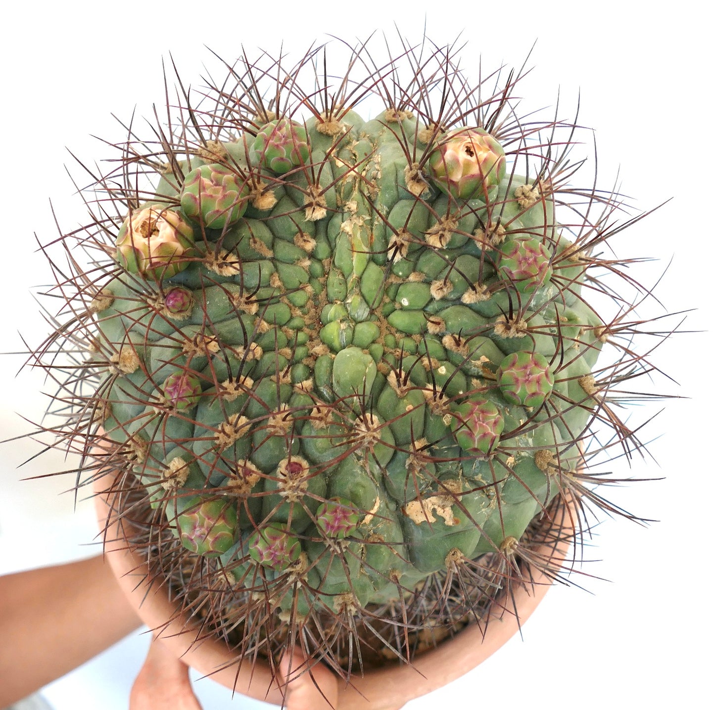 Gymnocalycium saglionis DICHOTOMIC APEX EXTRA BIG 20S