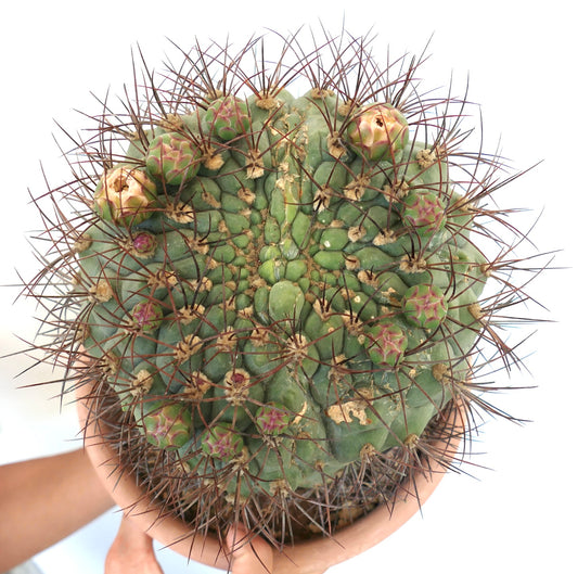 Gymnocalycium saglionis DICHOTOMIC APEX EXTRA BIG 20S