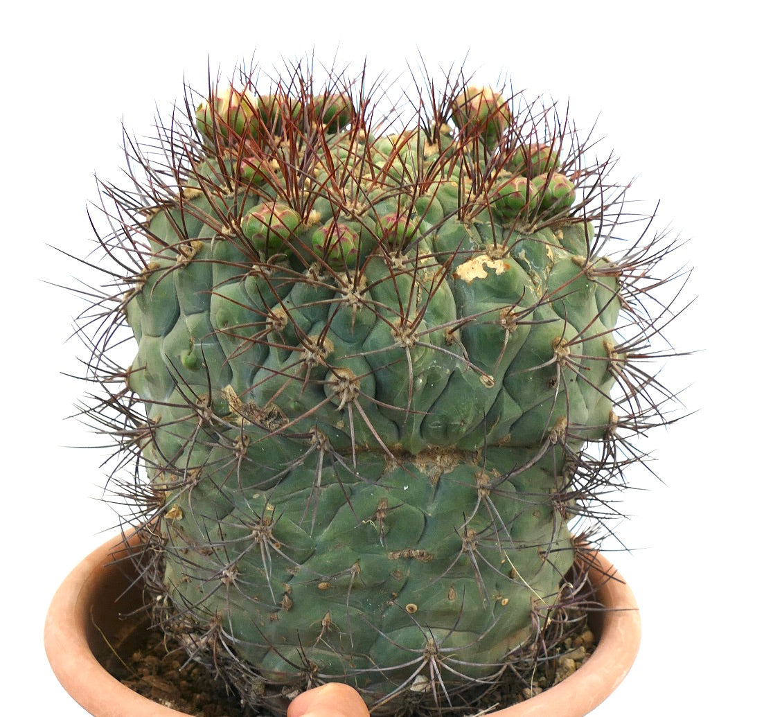 Gymnocalycium saglionis DICHOTOMIC APEX EXTRA BIG 20S