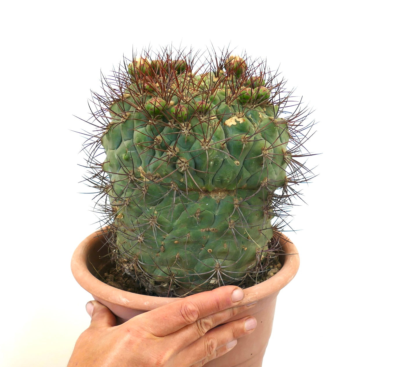 Gymnocalycium saglionis DICHOTOMIC APEX EXTRA BIG 20S