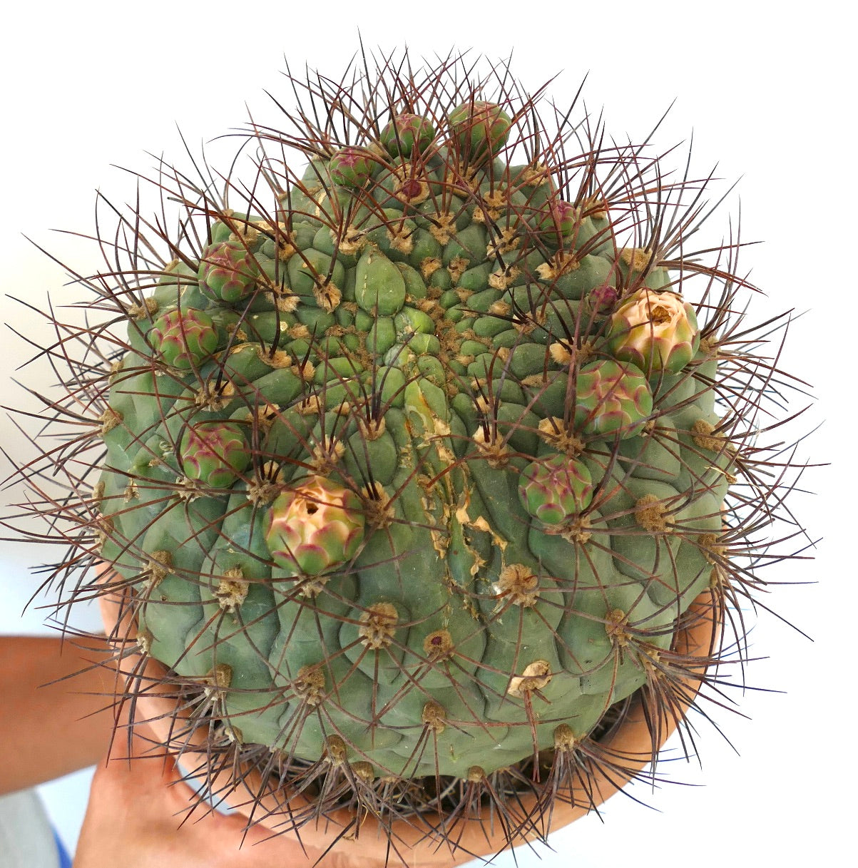 Gymnocalycium saglionis DICHOTOMIC APEX EXTRA BIG 20S