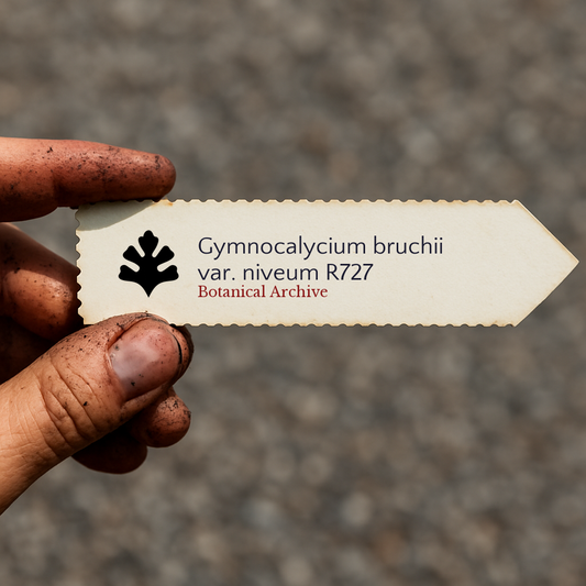 Sementes de Gymnocalycium bruchii var. niveum R727