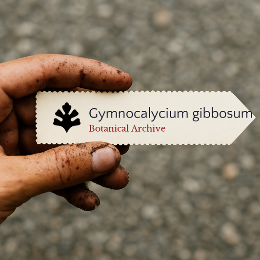 Sementes de Gymnocalycium gibbosum