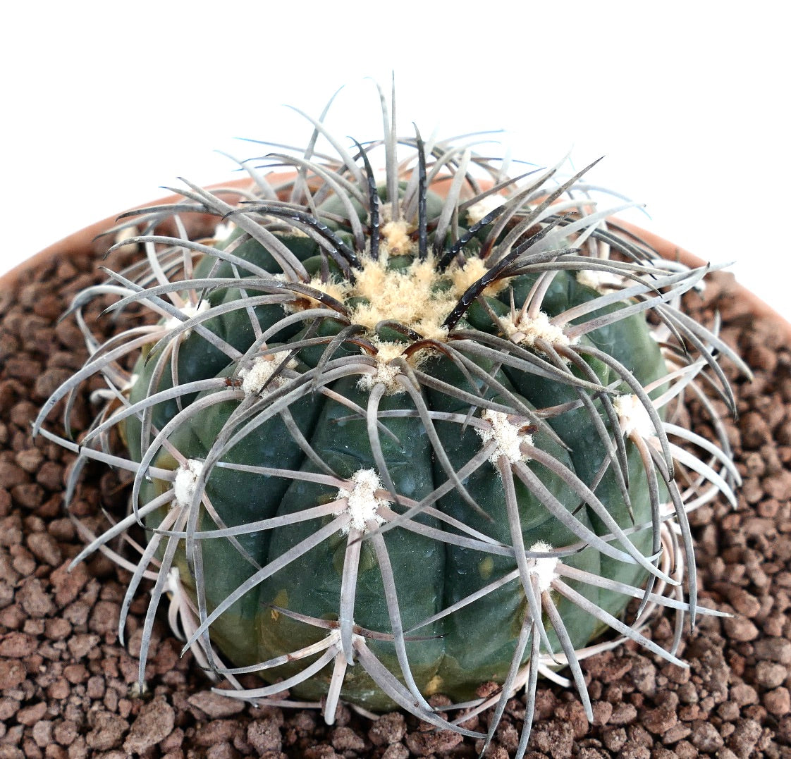 Gymnocalycium spegazzinii