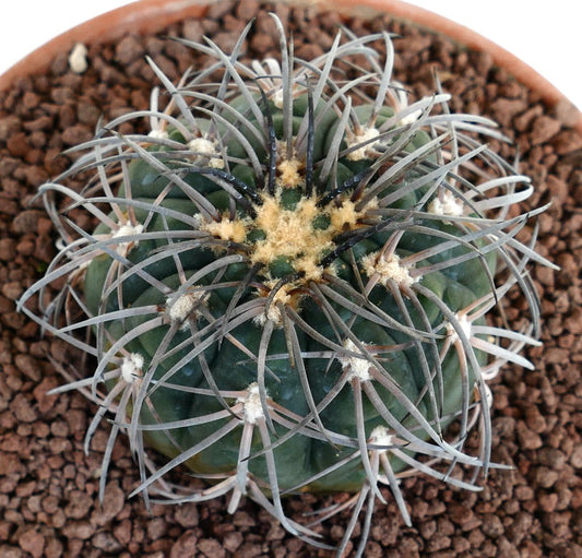 Gymnocalycium spegazzinii