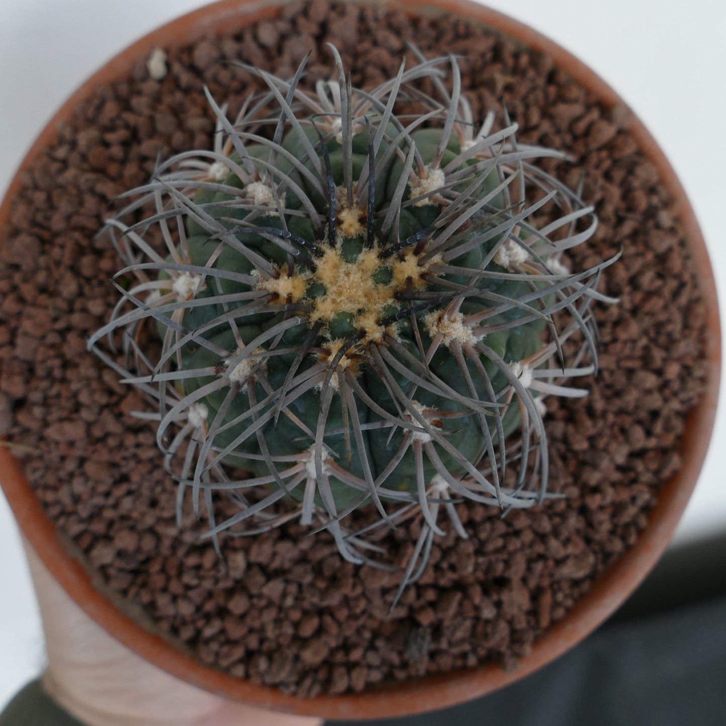 Gymnocalycium spegazzinii