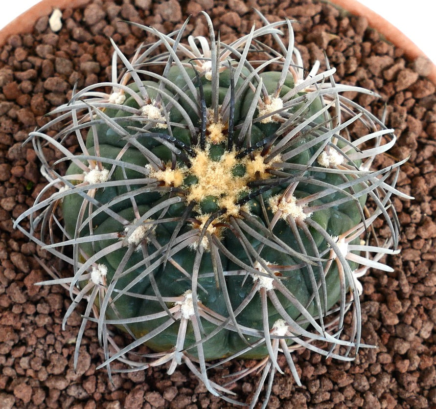 Gymnocalycium spegazzinii