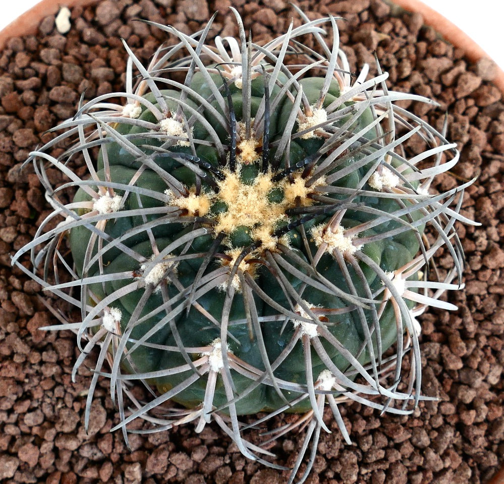 Gymnocalycium spegazzinii