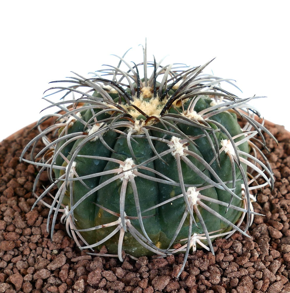 Gymnocalycium spegazzinii