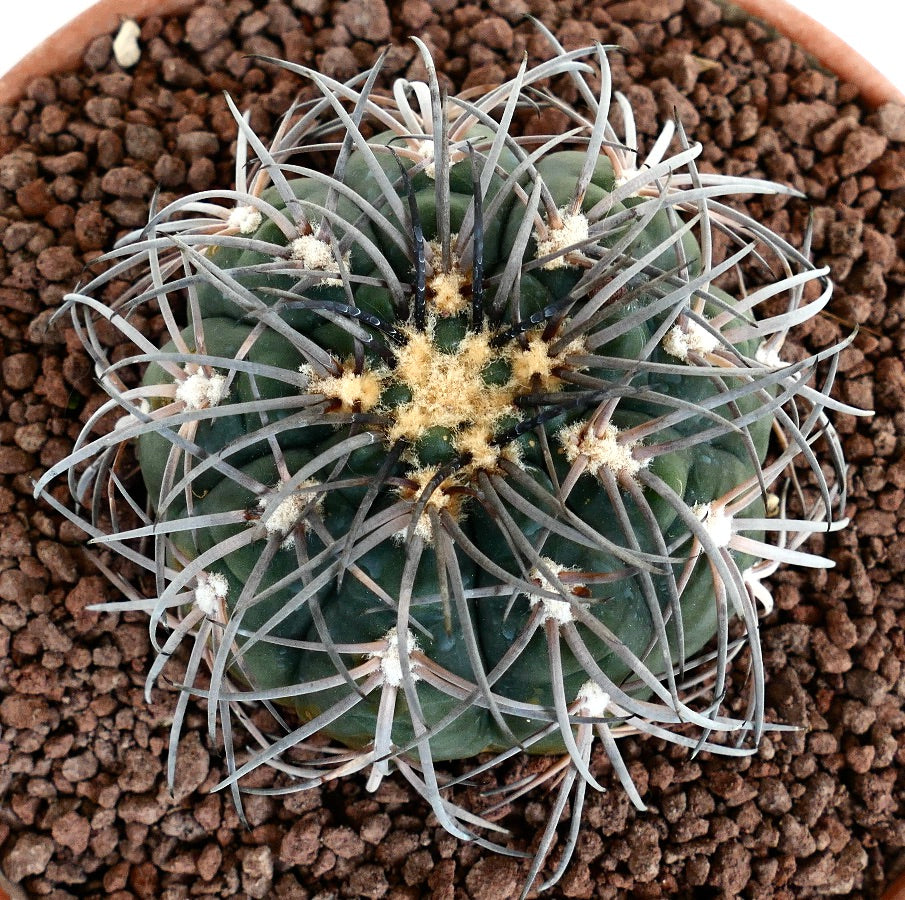 Gymnocalycium spegazzinii