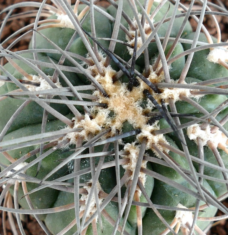 Gymnocalycium spegazzinii PECTINATED SPINED