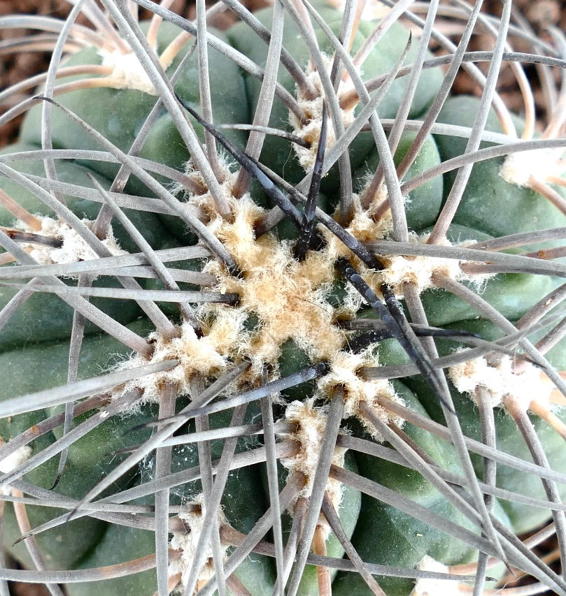 Gymnocalycium spegazzinii PECTINATED SPINED