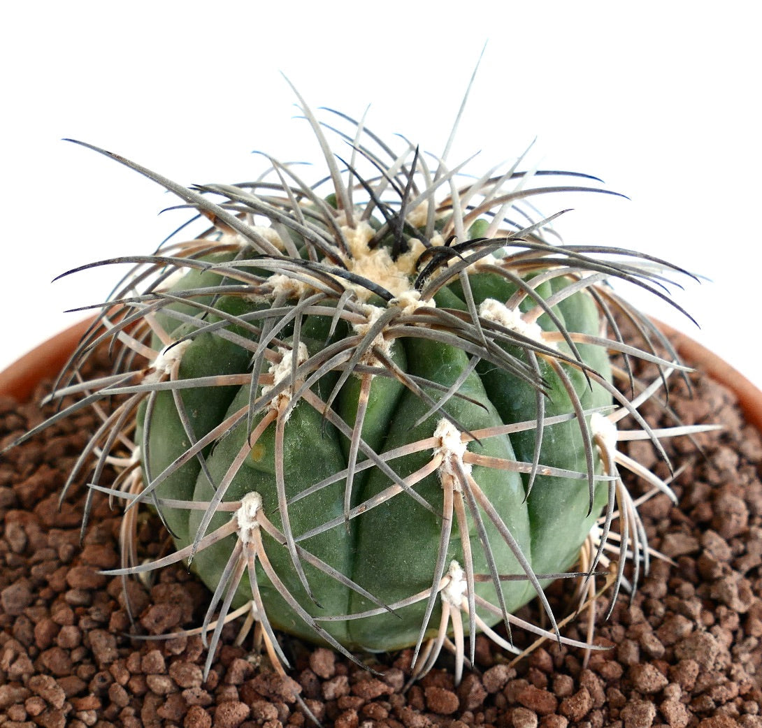 Gymnocalycium spegazzinii PECTINATED SPINED