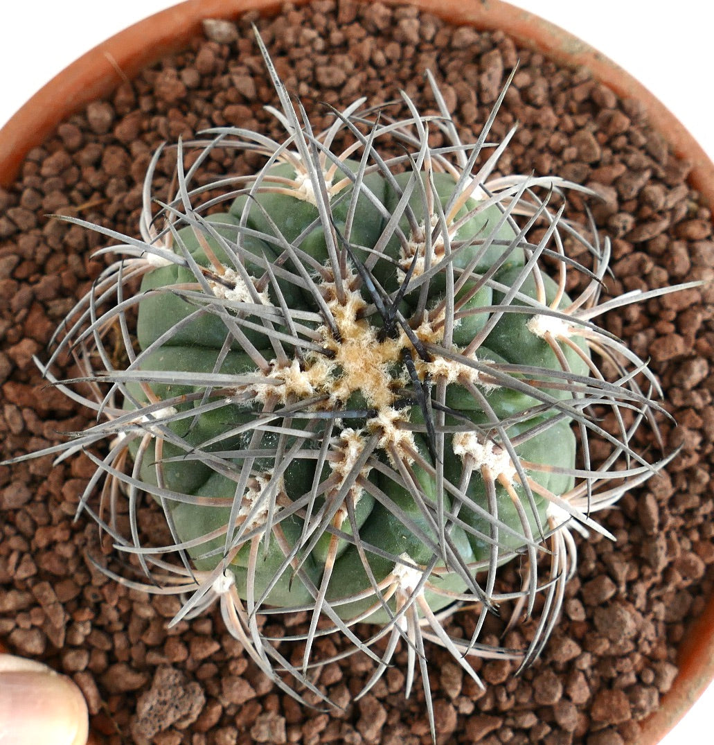 Gymnocalycium spegazzinii PECTINATED SPINED