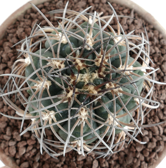 Gymnocalycium spegazzinii SELECTED