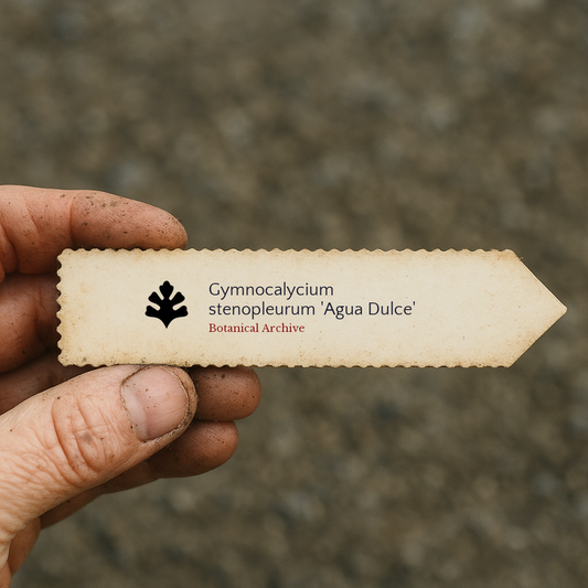 Printed plant label for Gymnocalycium stenopleurum 'Agua Dulce' held by dirty hand