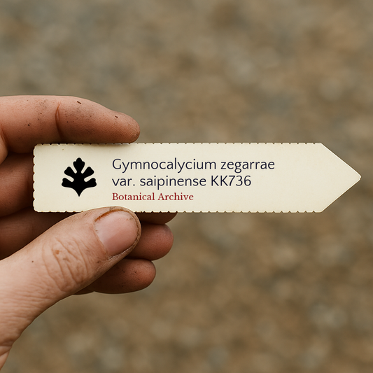 Sementes de Gymnocalycium zegarrae var. saipinense KK736