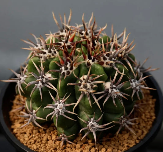 Gymnocalycium achirasense succulent cactus with thick green body and sharp brown spines in pot