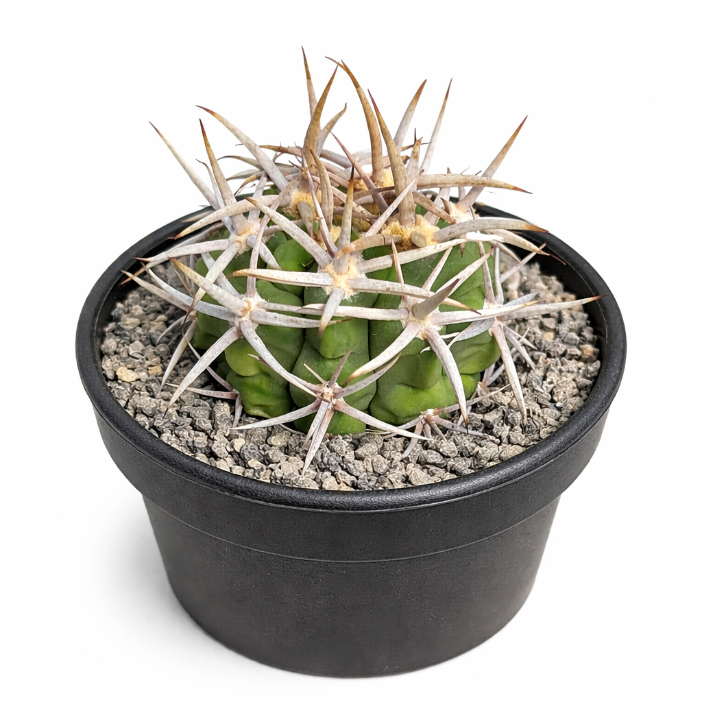 Gymnocalycium ambatoense cactus with thick green body and long sharp white spines in black pot