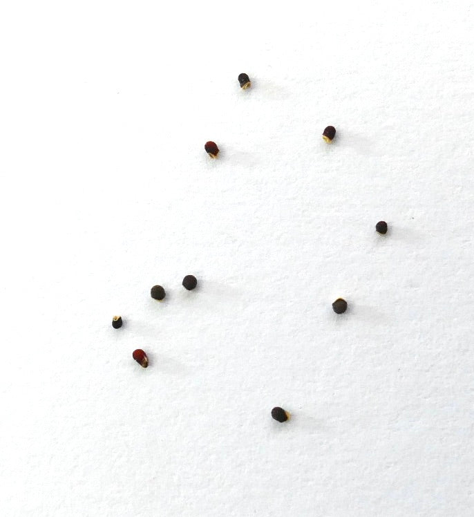 Semi di Gymnocalycium ambatoense P22