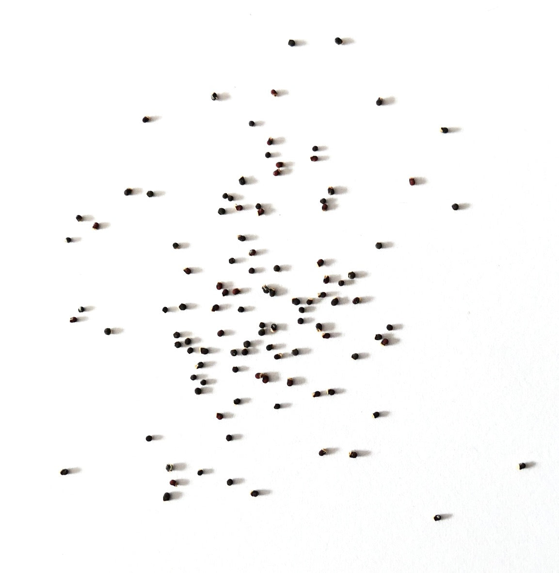 Semi di Gymnocalycium ambatoense P22