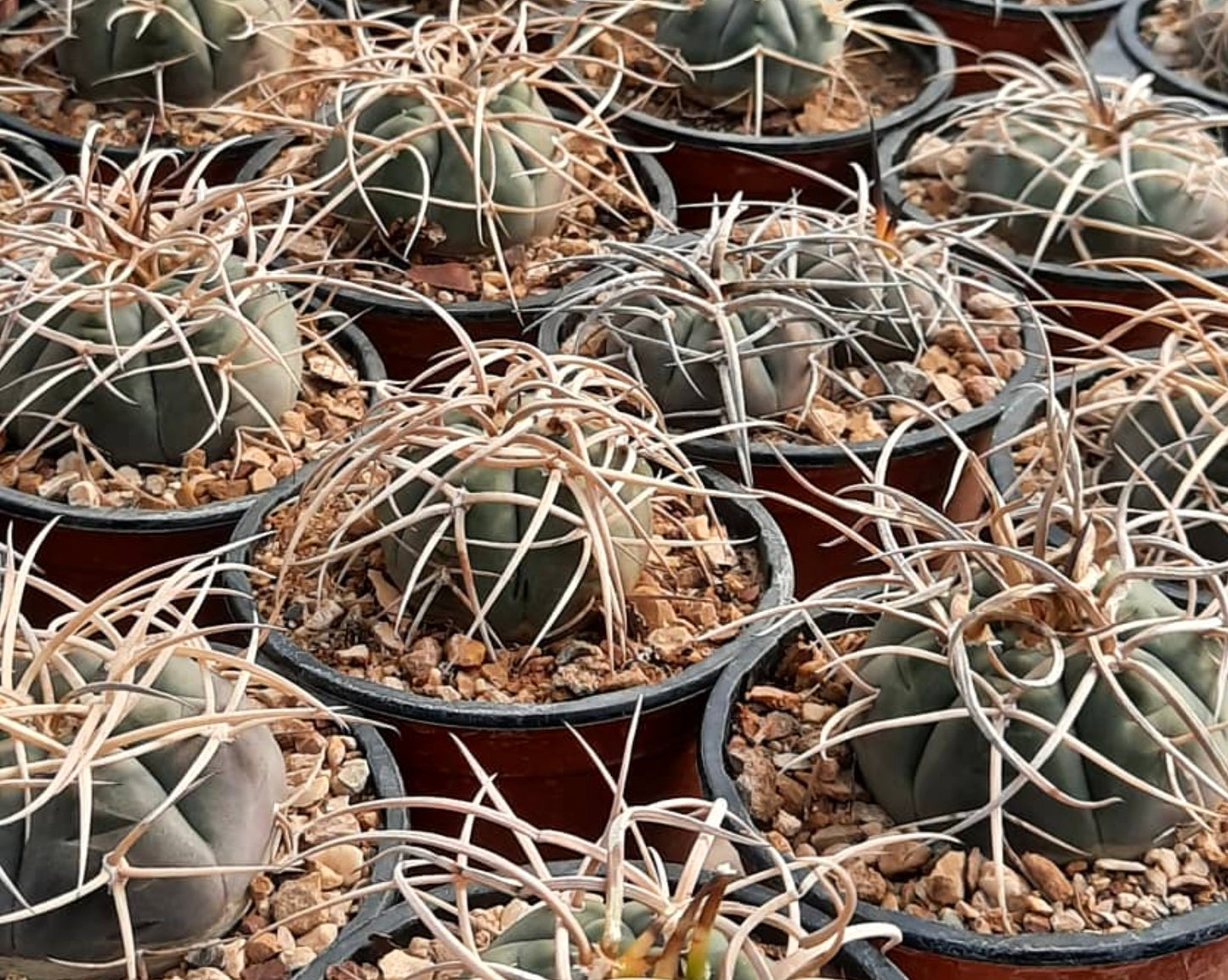 Gymnocalycium armatum cactus with rounded green bodies and long curved beige spines in pots