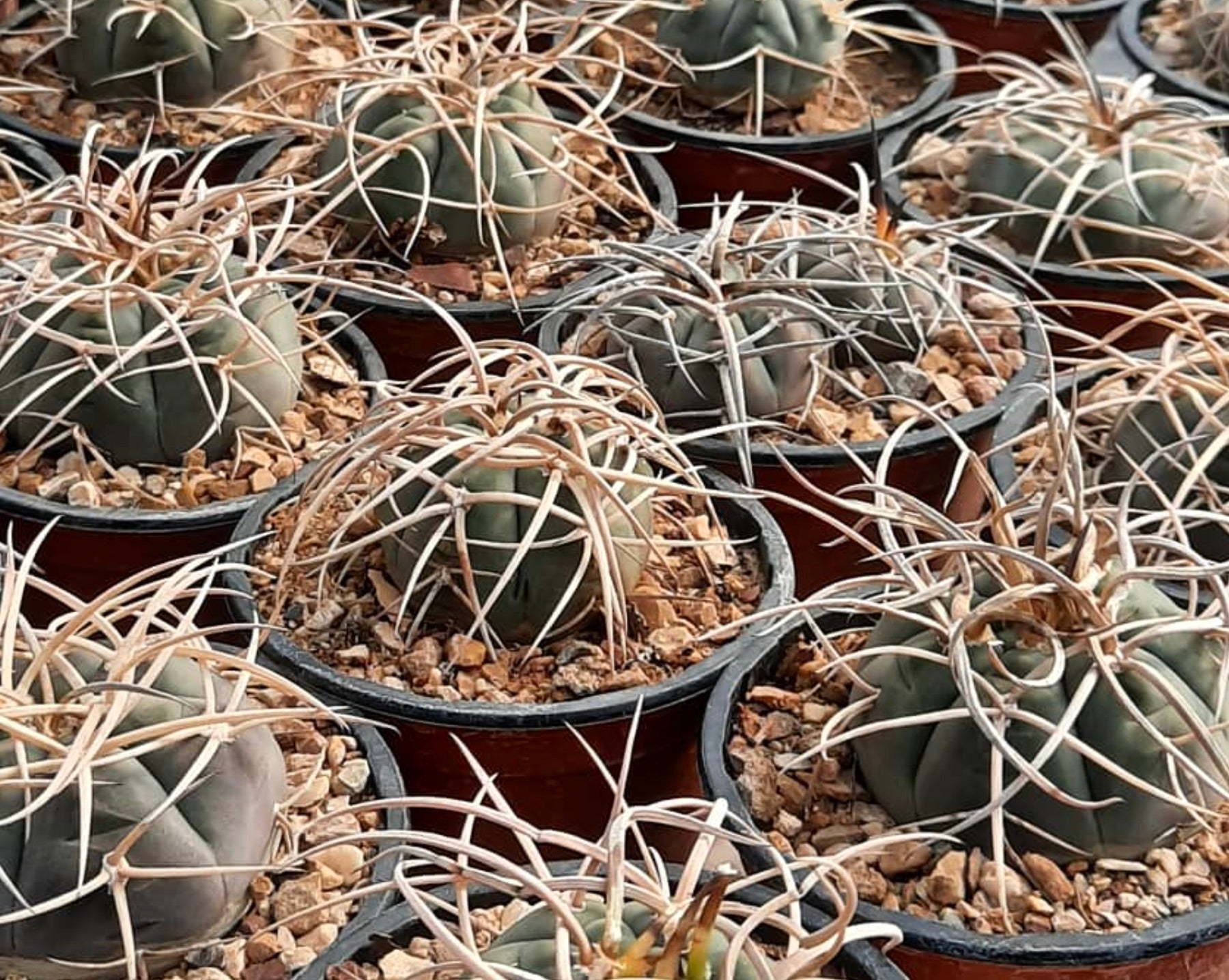 Gymnocalycium armatum cactus with rounded green bodies and long curved beige spines in pots