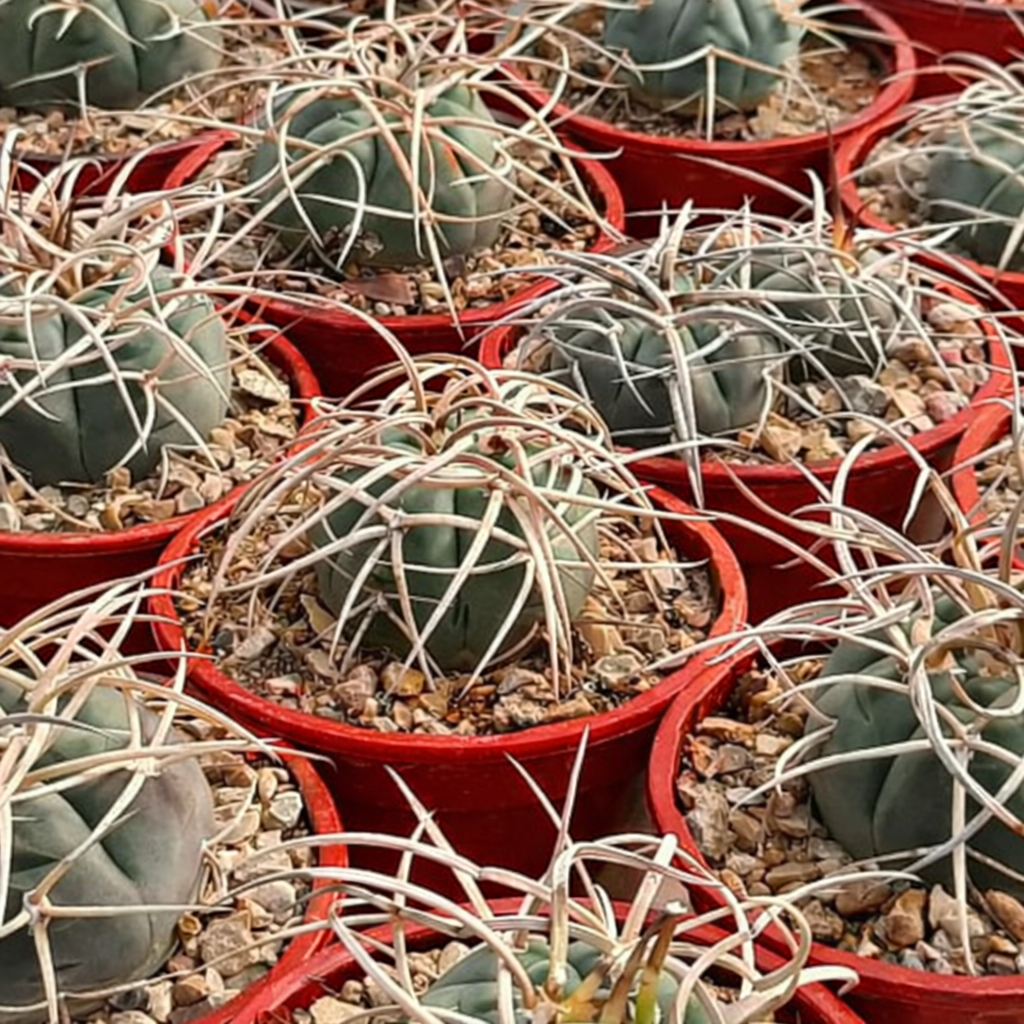 Gymnocalycium armatum