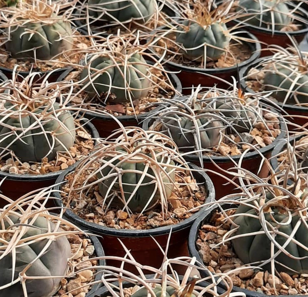 Gymnocalycium armatum rare succulent cactus with thick spines in small pots